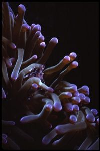 Anemone Shrimp in Purple Anemone, Pasir Island, Malaysia.... by Andy Heath 
